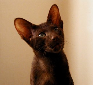 Addison Siamese Havanah cat kitten Oct 18th 2002 37