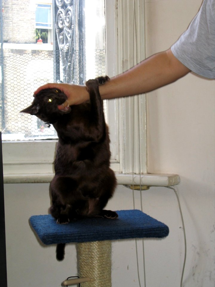 Addison Siamese Havanah cat older 5168