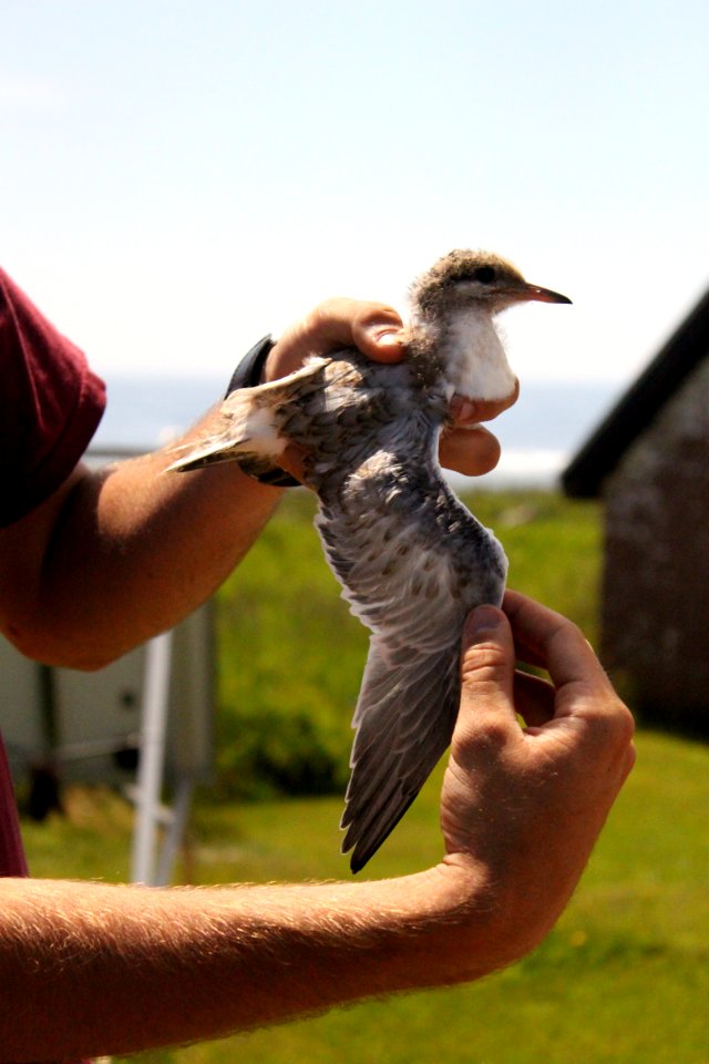Tern Chick Wings