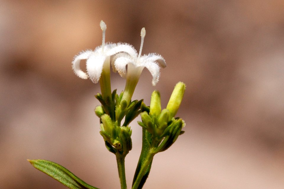 Hedyotis nigricans var. nigricans