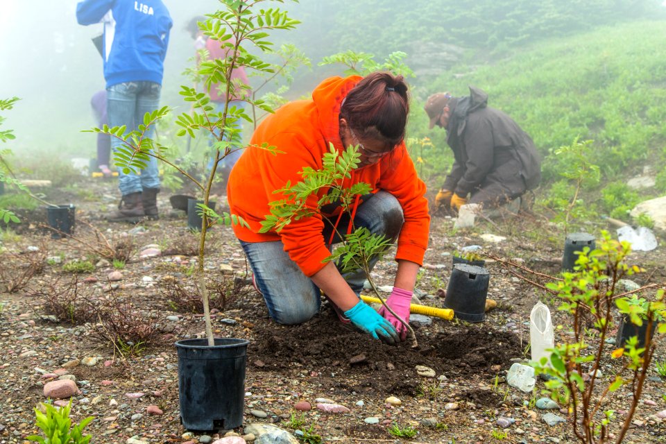 Volunteer Group Planting at Logan Pass 08