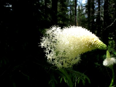 Beargrass (Xerophyllum tenax) photo