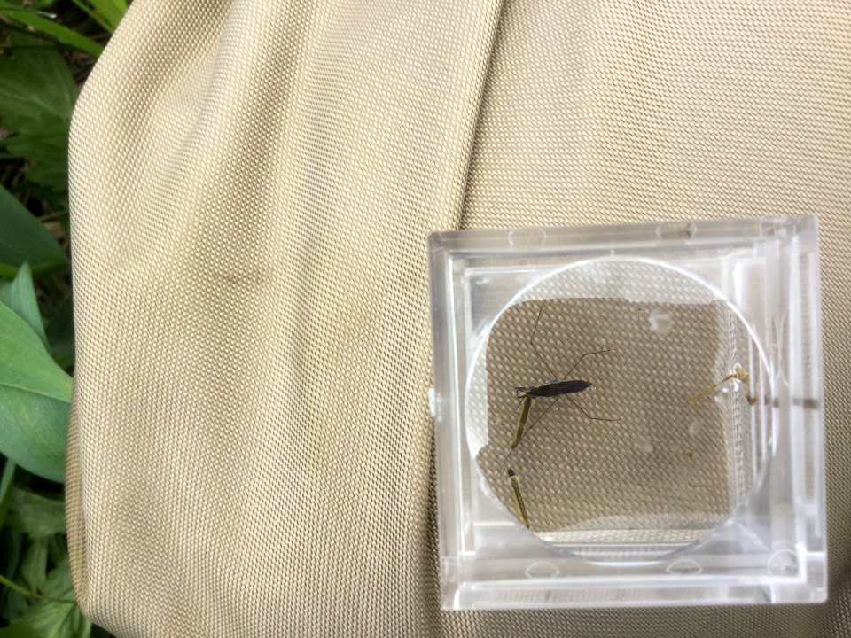 Water Strider in bug box