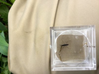 Water Strider in bug box