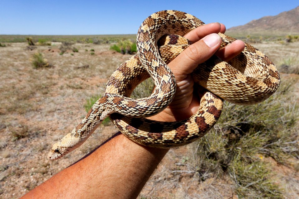 Pituophis catenifer affinis