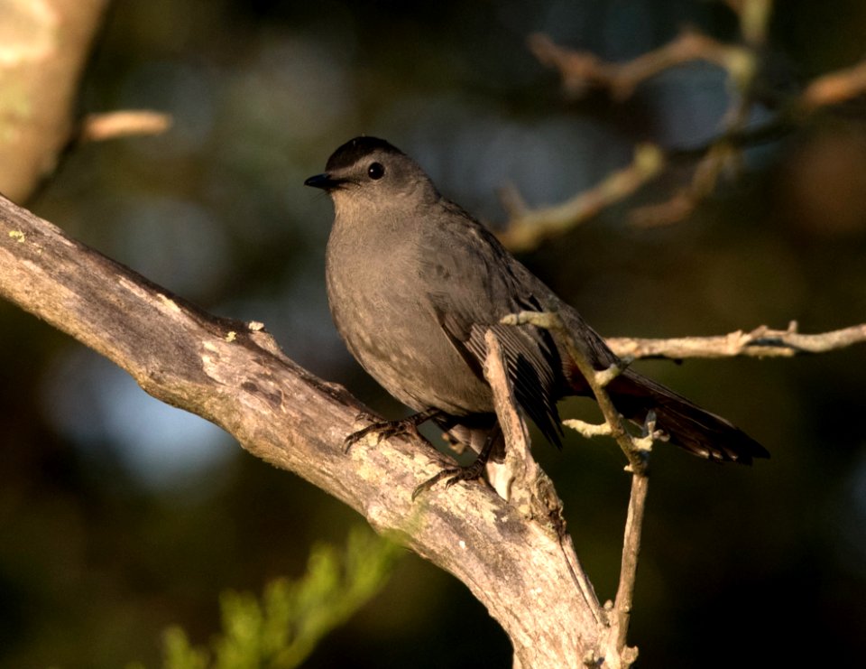 Catbird at Edwin B. Forsythe National Wildlife Refuge