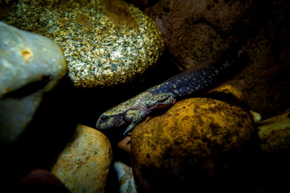 Rocky Mountain Tailed Frog (Ascaphus montanus)