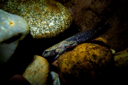 Rocky Mountain Tailed Frog (Ascaphus montanus)