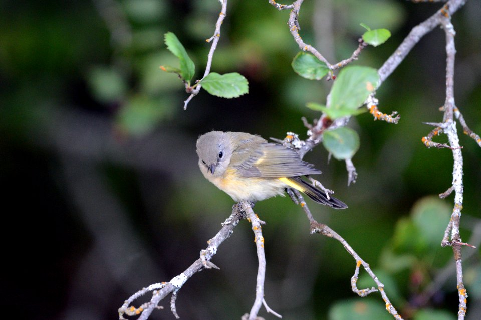 American redstart (female) photo