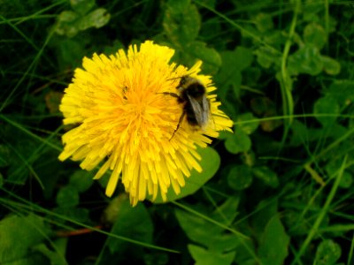 Bee on dandelion photo