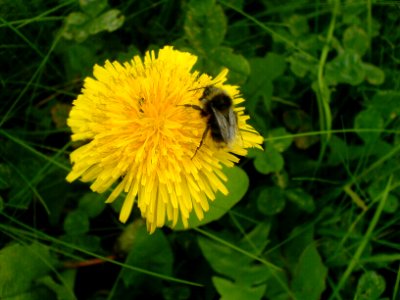 Bee on dandelion