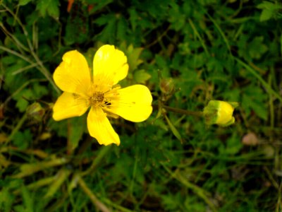 Buttercup (distressed) photo