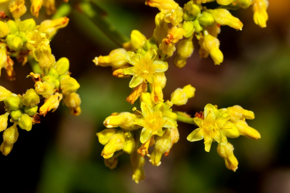 Eriogonum gypsophilum
