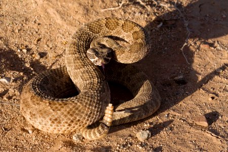 Crotalus viridis