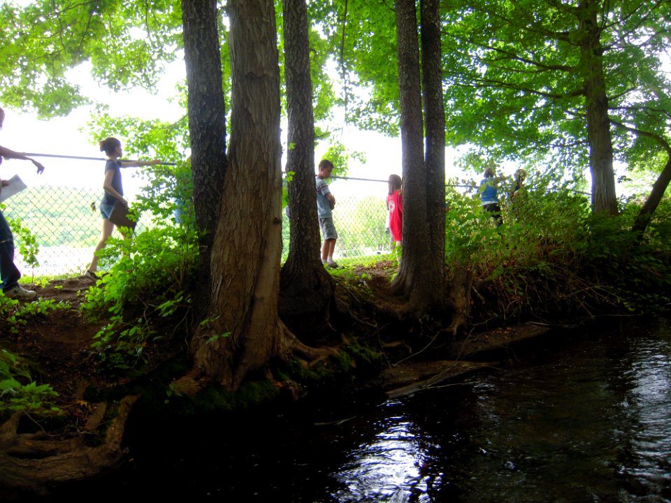 Walking along stream studying plants