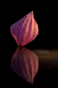 Pink exclusiv macro