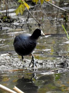 American Coot photo