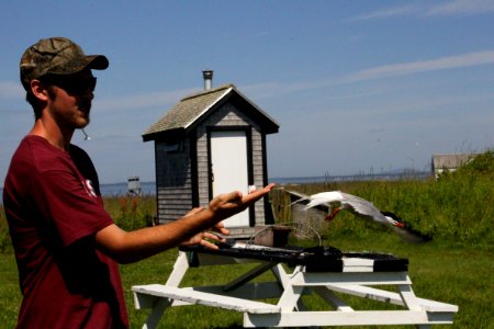 Setting Tern Free photo