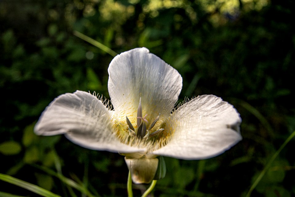 Mariposa Lily (Calochortus apiculatus)