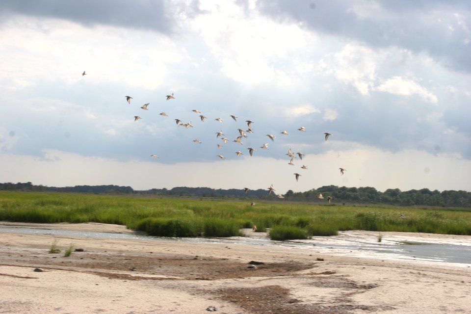 Shorebirds at Prime Hook NWR