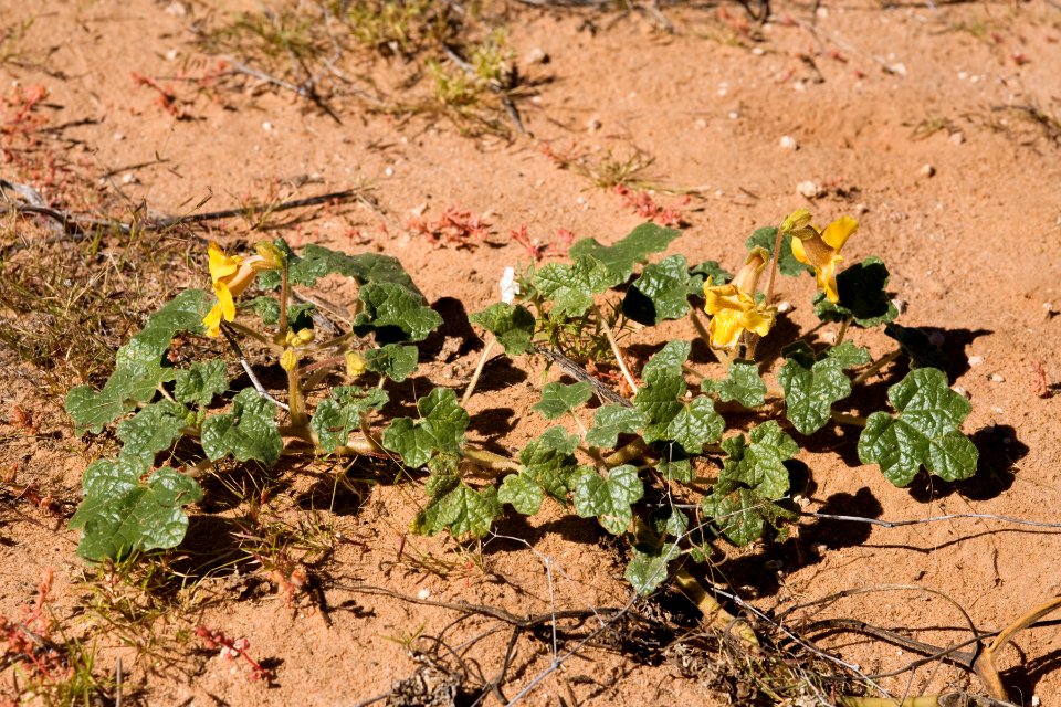 Proboscidea althaeifolia