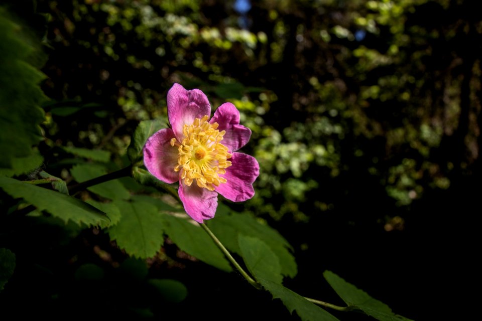 Wild Rose (Rosa acicularis)