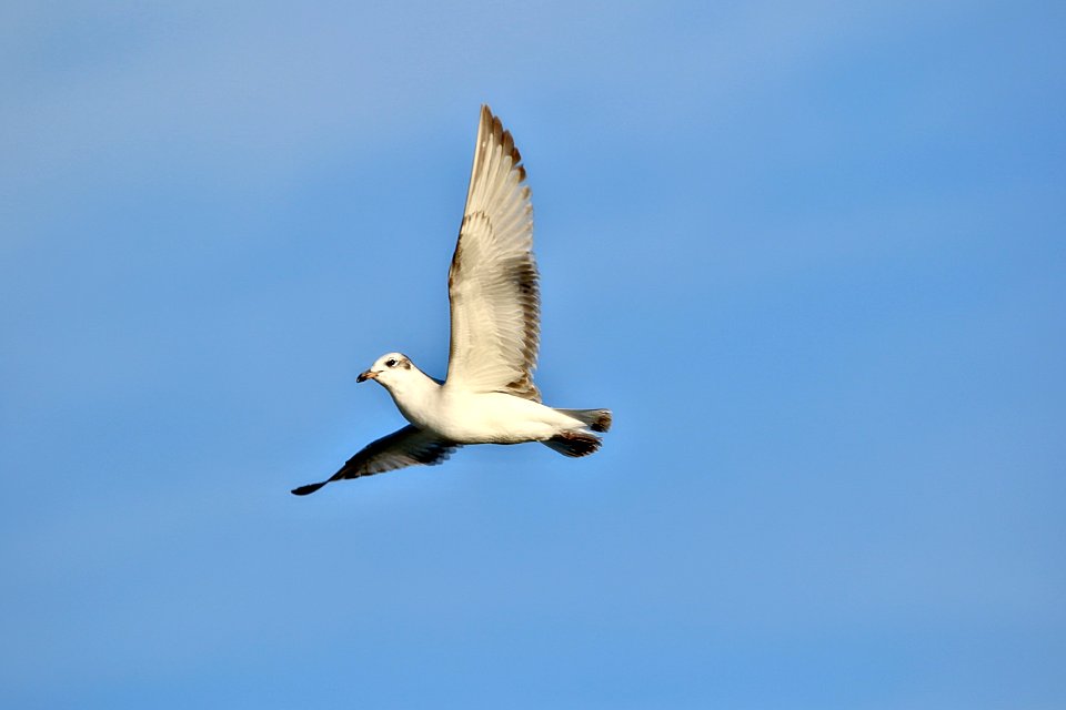 Mouette ; épilation ok