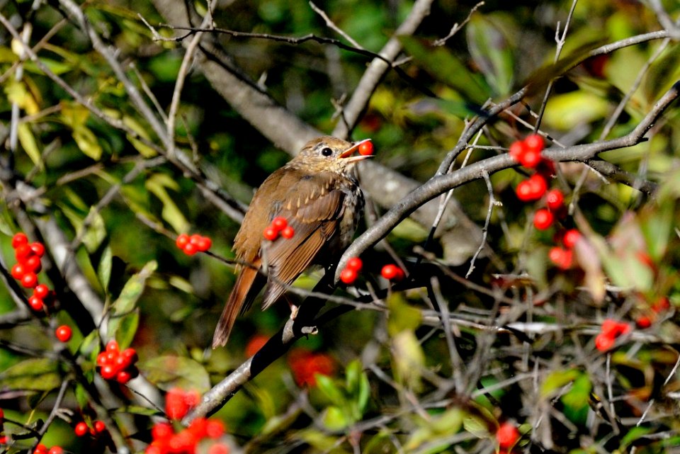 Photo of the Week - Hermit Thrush (MA)
