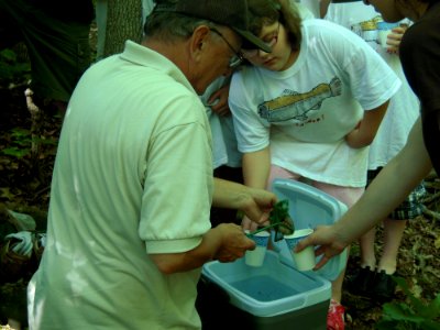 Distributing salmon fry for release photo