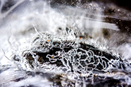 Ice- Banana Ice Slug