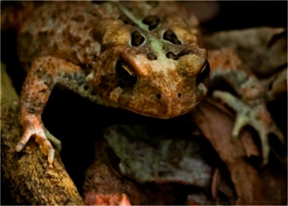 American Toad