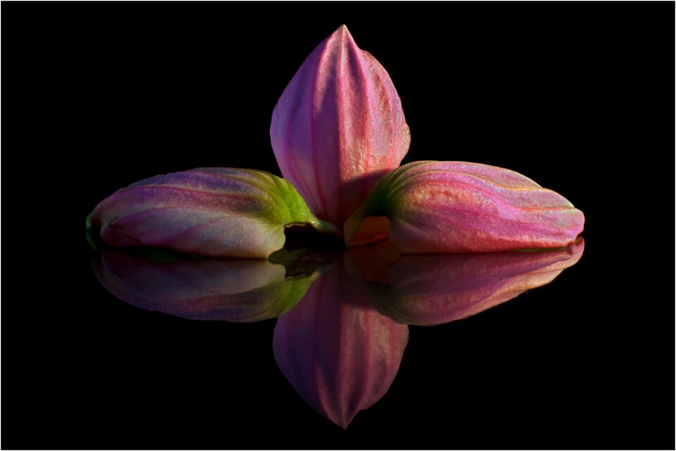 Pink exclusiv macro