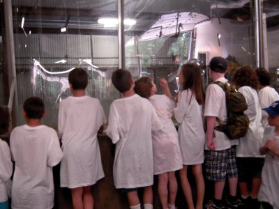 Kids looking at adult salmon in hatchery photo