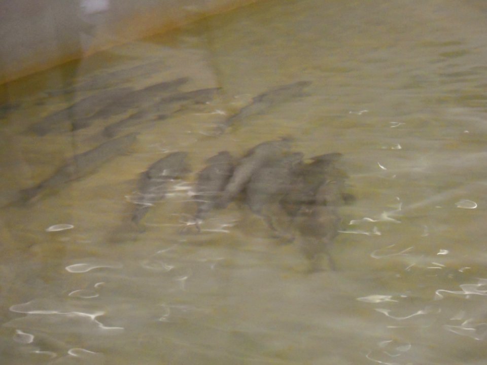 Atlantic salmon in hatchery