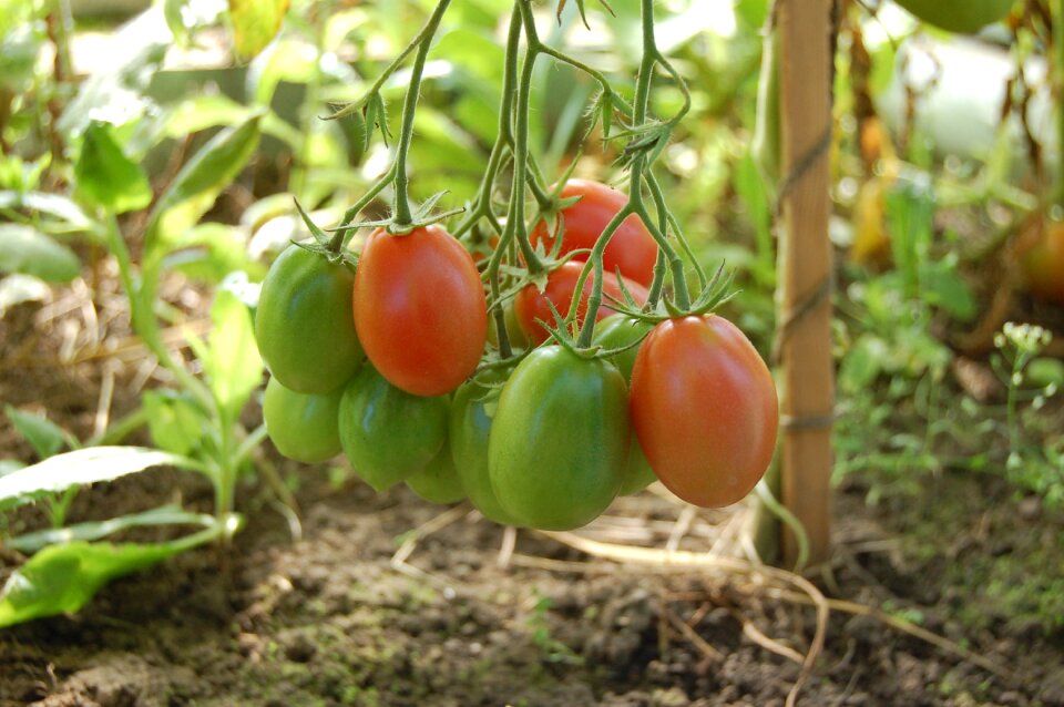 Food dacha harvesting