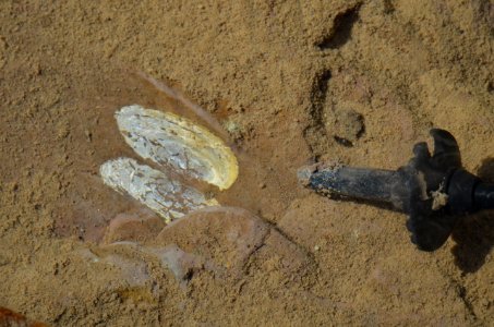 Fossil Clam