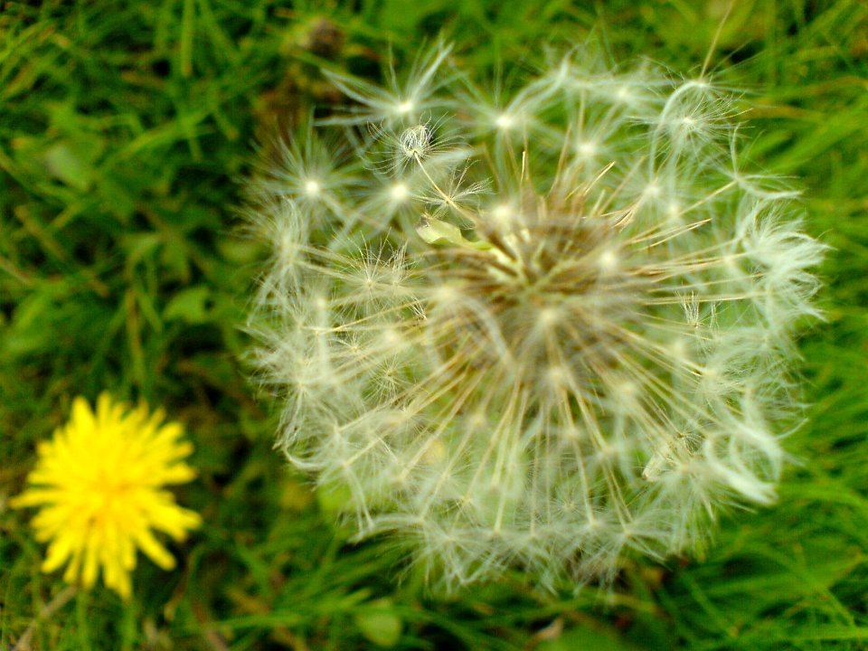Golden hours / Time seeds