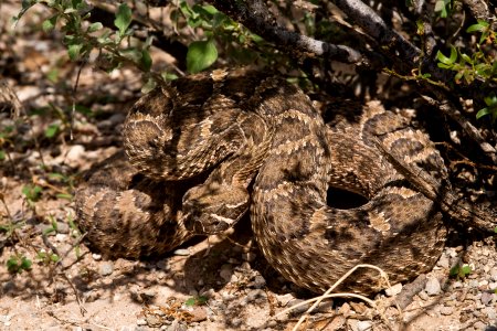 Crotalus viridis
