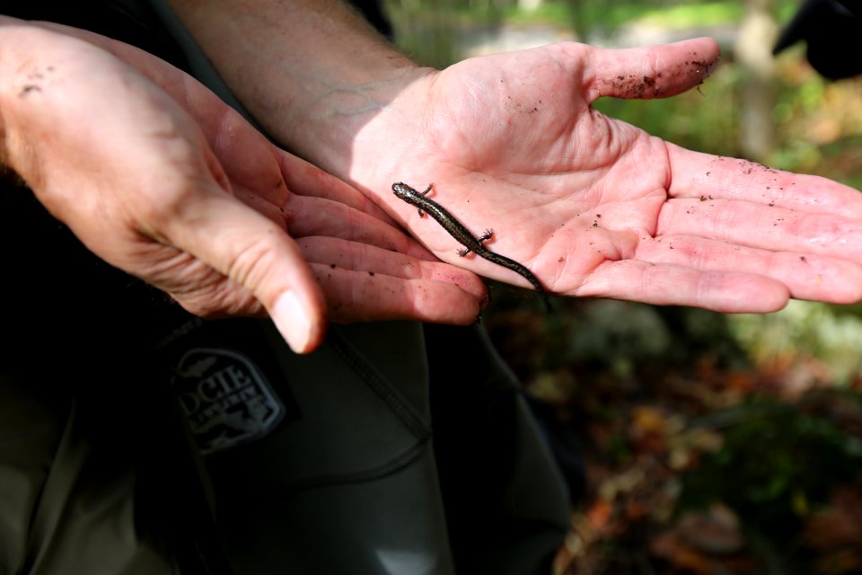 Peaks of Otter salamander