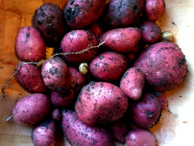 Mini potato harvest photo
