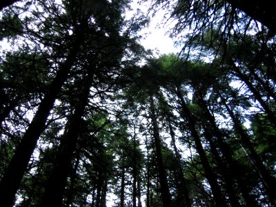 Trees along the Avalanche Lake Trail