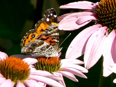 American Painted Lady