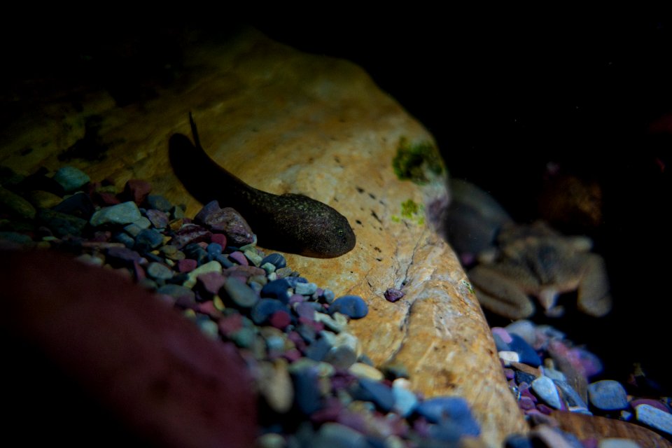 Tailed Frog Tadpole and Adult