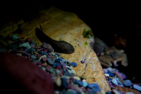 Tailed Frog Tadpole and Adult photo