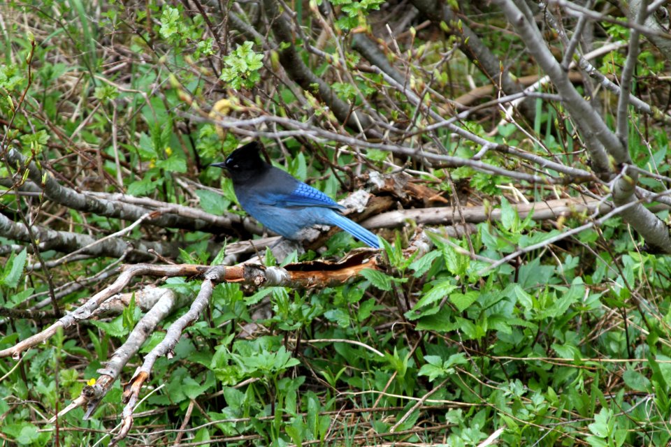 Steller's Jay (Cyanocitta Stelleri)