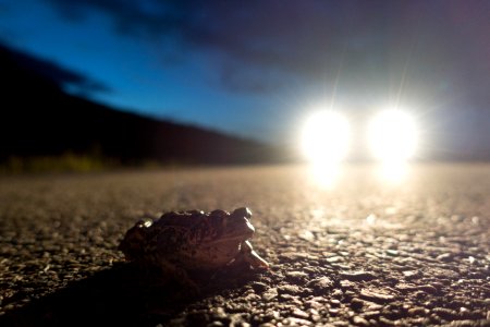 Boreal Toad on Going-to-the-Sun Road photo