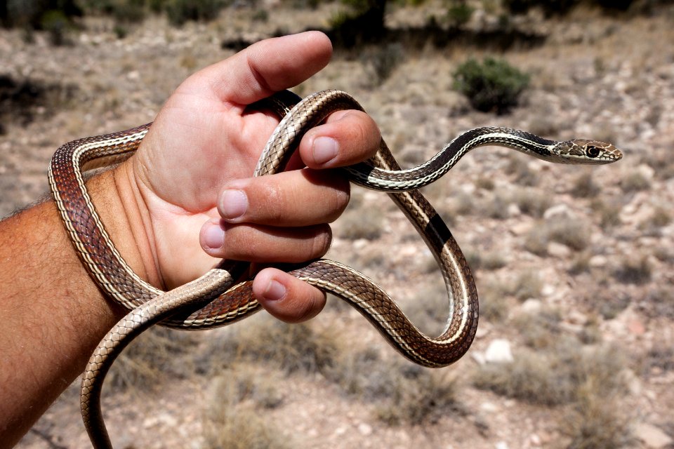 Coluber taeniatus