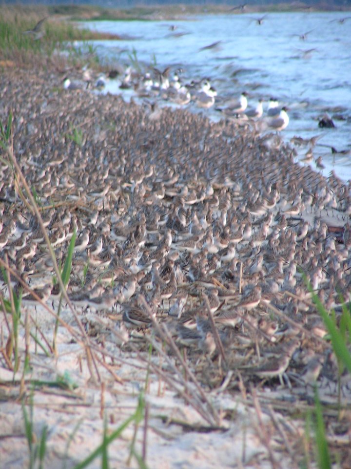 Shorebirds