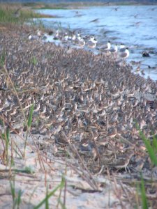 Shorebirds photo