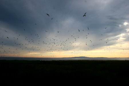 Island Birds At Sunset